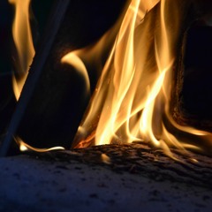 Seres Vivos da Floresta feat. Sophia