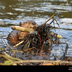 Little Beaver