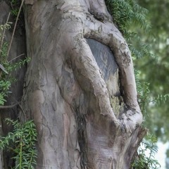 The Ancient Yew