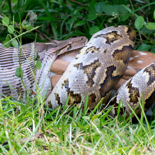 Strangled By A Python