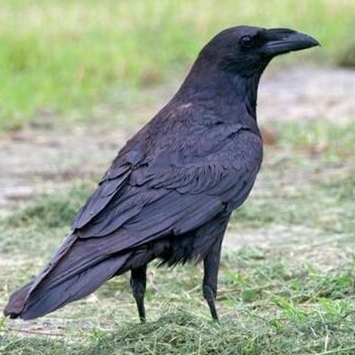 Livin Joy Dreamer (Rollo's Big Mix) Slowed Raven Edit