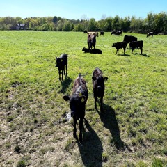halF bovinE