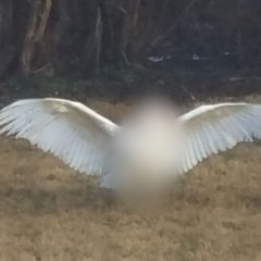 sulga - 9060 (superslowed)