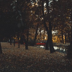 Forest theme