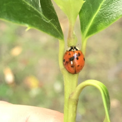 Lady Bug