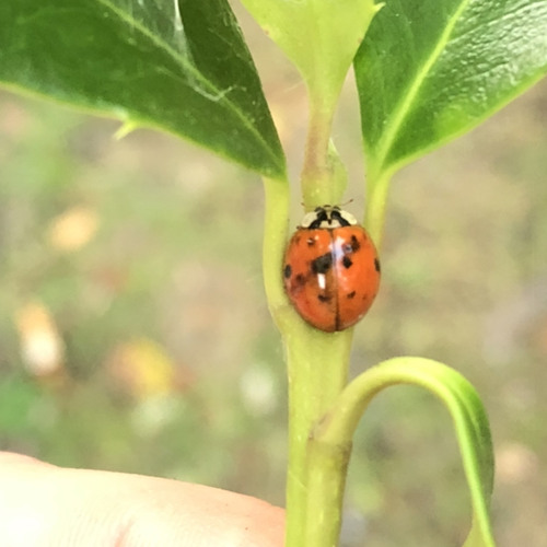 Lady Bug