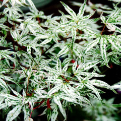 acer palmatum