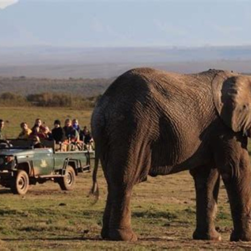 Best 2 Day Safari Experience From Cape Town Tours Review