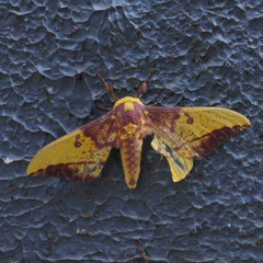 thrash particle (cover)