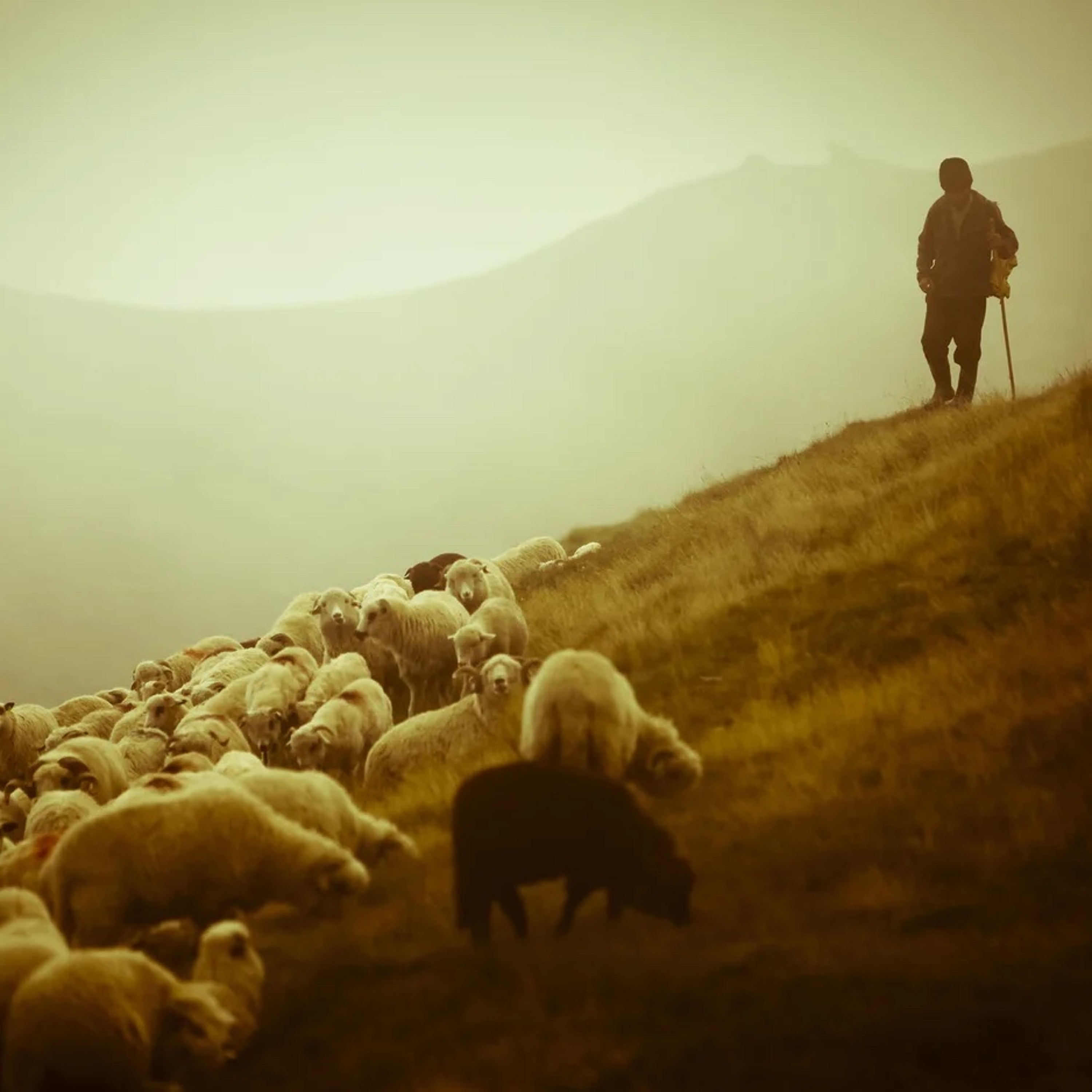 The Shepherd is still Seeking the lost. episode artwork
