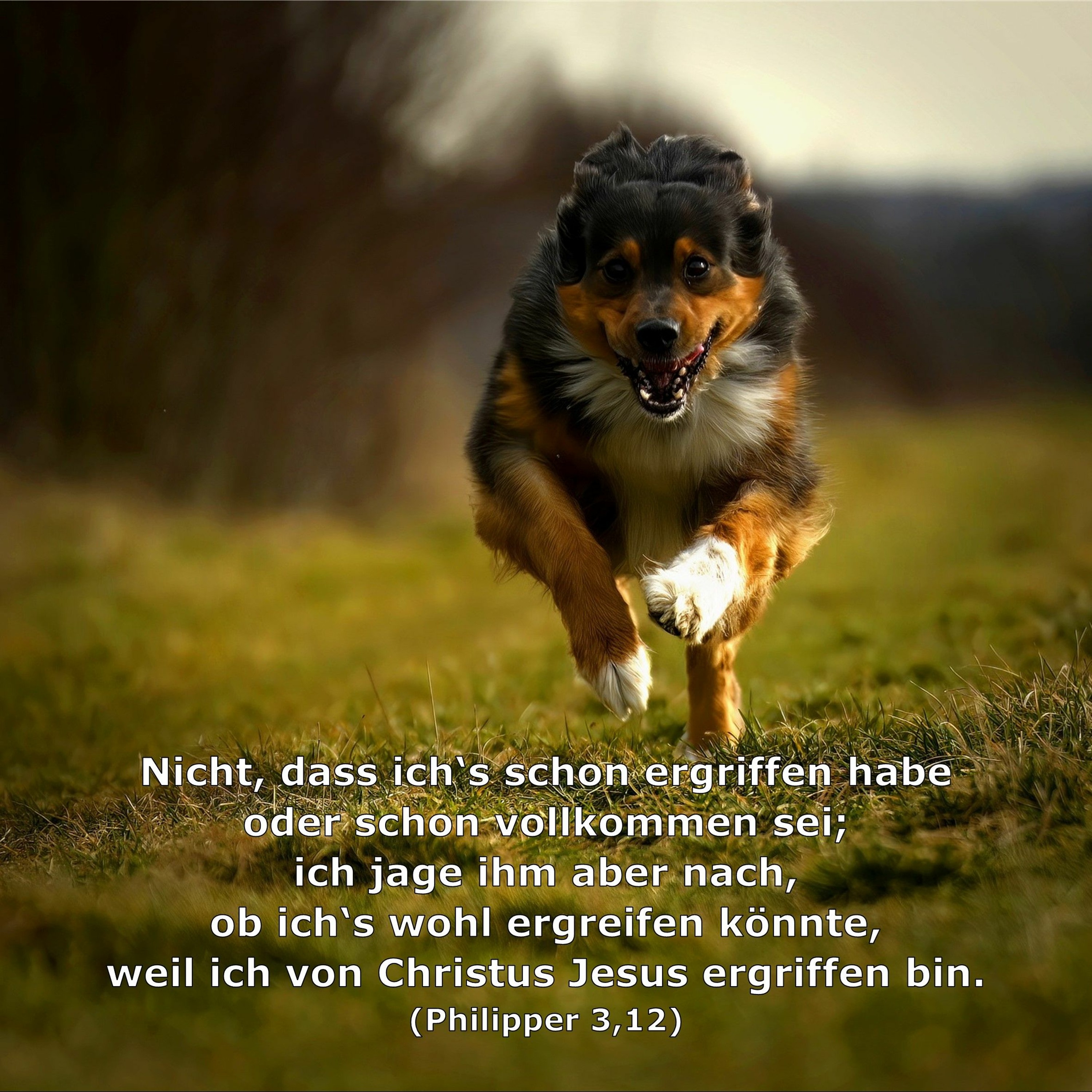In einem Jahr durch die Bibel