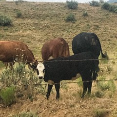 o'sharoline. (a tune for the cows)