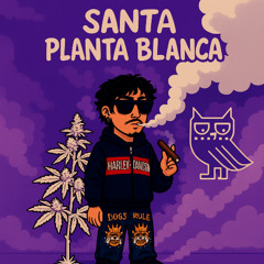 Santa planta blanca