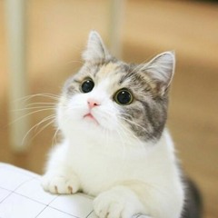 I Like Neko