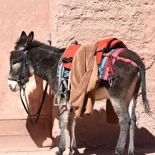 A Prophet Stubborn as a Donkey