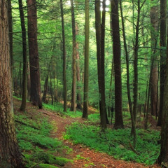 l' Esprit de la forêt