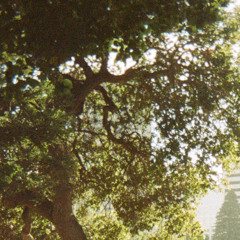 c'est magnifique ft freddy todd (day twenty)