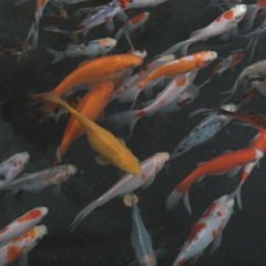 Dream in the Pond