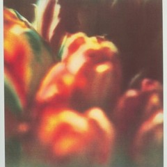 Acoustic Tulips - Sylvia Plath & Yeah Joe!