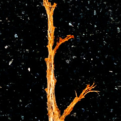 Thanksgiving, 2025, Delicious Food, Singing, and Moments of Exquisite Silence