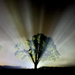 sequoia tree