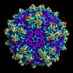 Capsid
