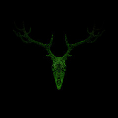 Fawn