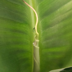 Giardini - Letter to myself