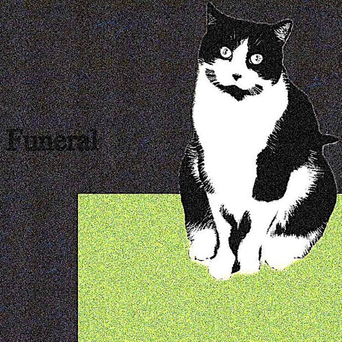 Frankie the Cat Moves
