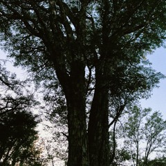 Good morning. Sounds of the Field and Study Park, track 1