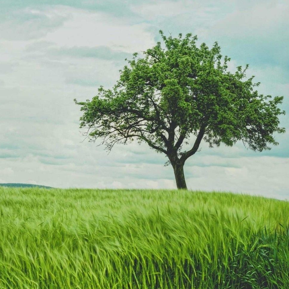 the lonely tree by the lonely tree