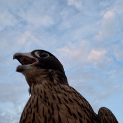 ‎⁨قامت من اطراف الشجر I أداء مهنا العتيبي (ان فرعو مرسول)⁩.mp3