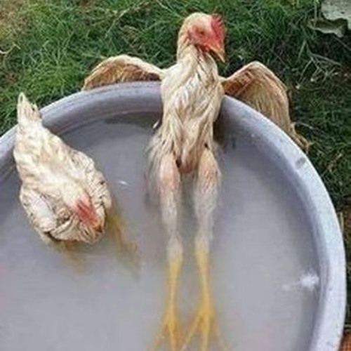 ข้าวมันไก่ทอดกรอบนอกโลก