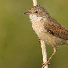 Common Whitethroat - Subsong & Song - MixPre - 1349 01.WAV
