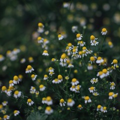 BlueChamomile