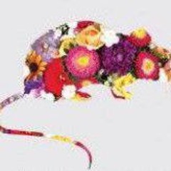 элджернон (scaryy)