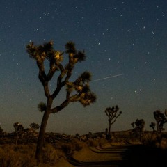 Joshua At Night