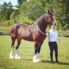 A Horse Named Abigail (from the album The Krazy Kantele).
