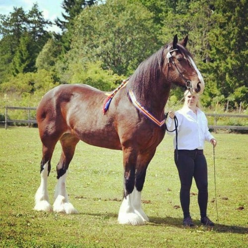 A Horse Named Abigail (from the album The Krazy Kantele).