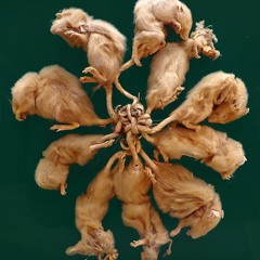 Rats Unfinished