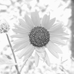 Grace Of The Cosmos