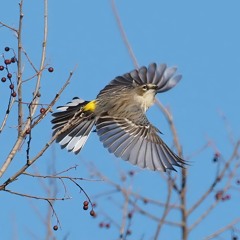 Reverie - Robin's Piece