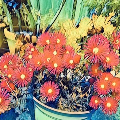June Blooms