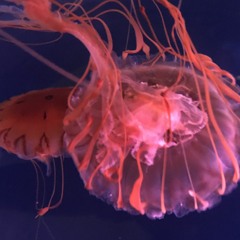 Jellyfish (disquiet0455)