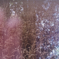 distant memories