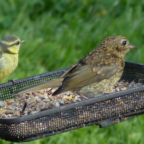 Michael Jackson - Rockin' Robin (Lyrics)All The Little Birdies On Jaybird Street