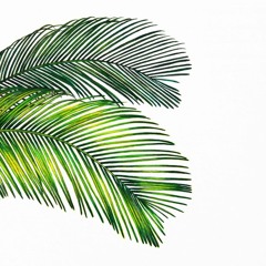 South//Palm