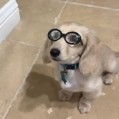 vai toma no estilo cachorro