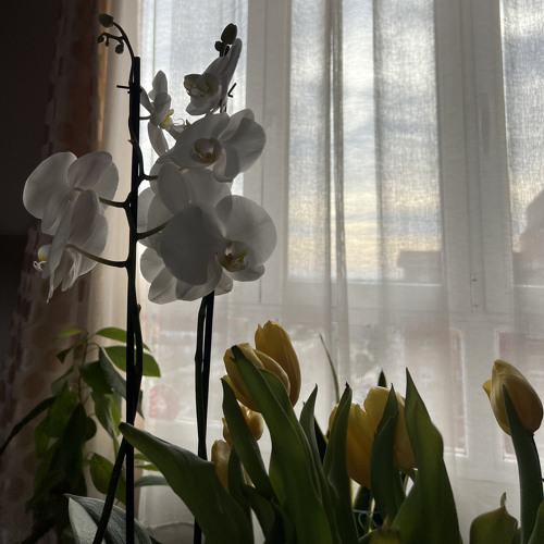 Sesión De Febrero