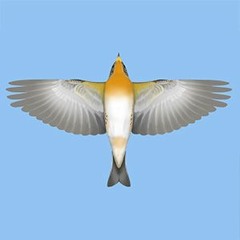 BRAMBLING (page 418) © Tomasz Cofta